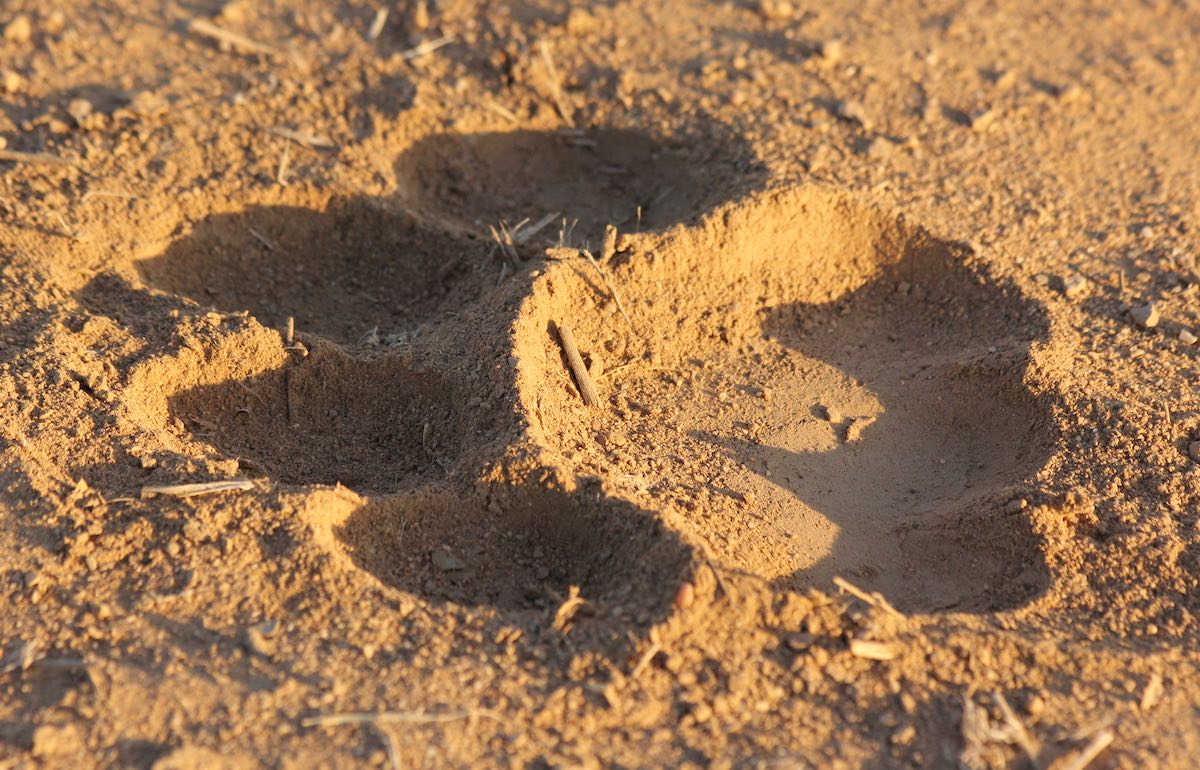 A female leopard clambers through the brances of a large tree.